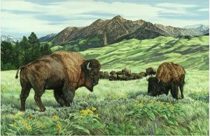 A herd of bison standing in a field with mountains in the background