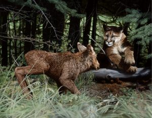 A mountain lion hunting a moose calf in a forest area