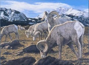 A group of big horn sheep grazing in a mountainous area