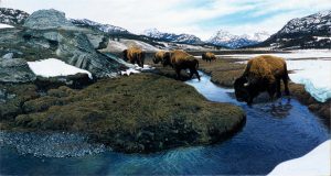 Group of bison drinking water from a stream in the midst of a snowy mountainous landscape